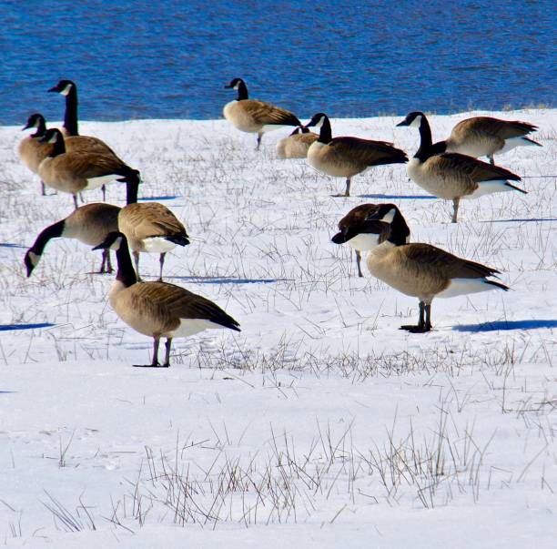 istock Canada geese stand in the snow. 1125429377