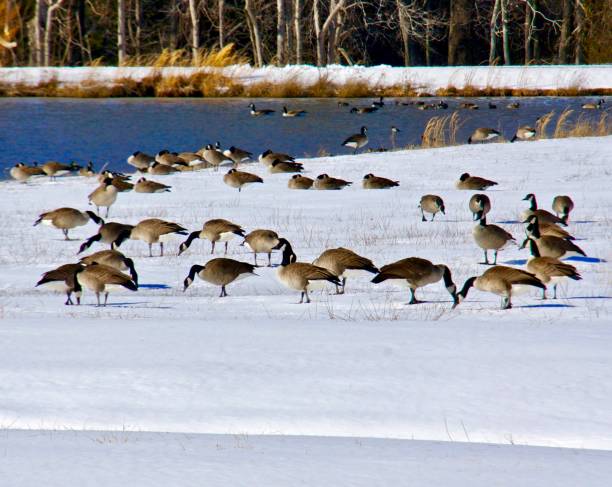 istock Canada geese stand in the snow. 1125429380