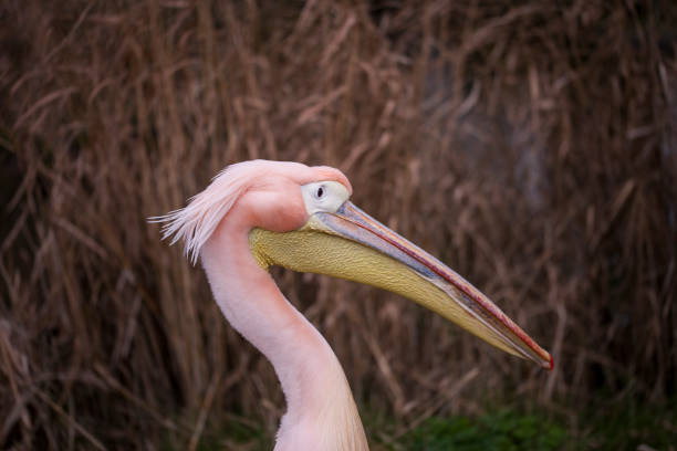 Pelican stock photo
