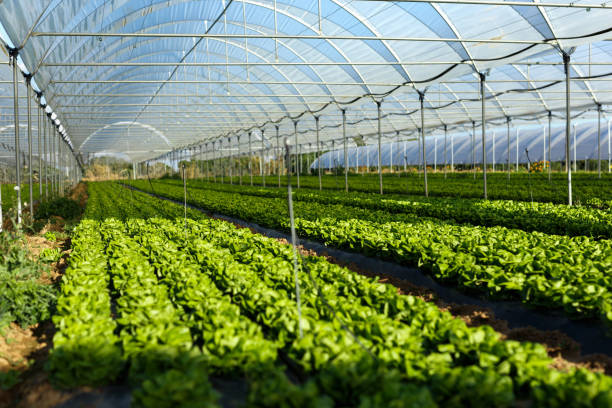 istock Fresh organic lettuce seedlings in greenhouse 1125429563