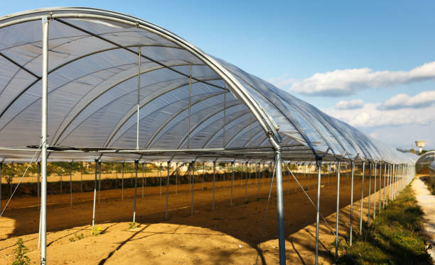istock Large industrial greenhouses 1125429894