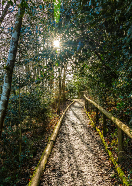 istock Woodland footpath with sun 1125430265