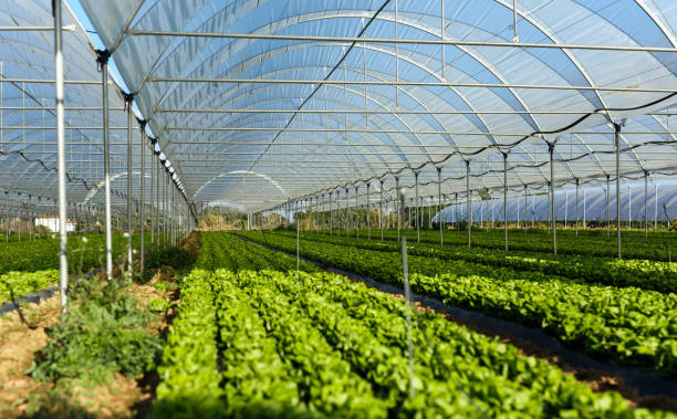 istock Fresh organic lettuce seedlings in greenhouse 1125432036
