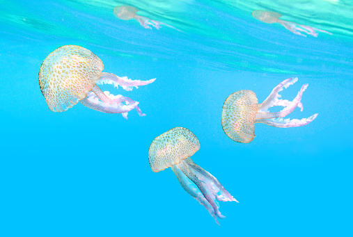 Sea life theme. Underwater photography of jellyfish.
