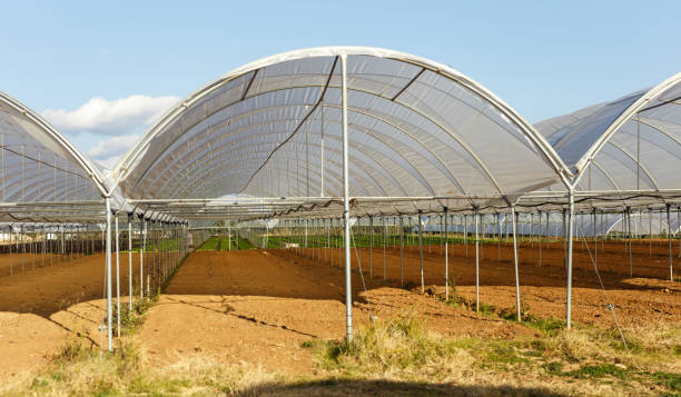 istock Large industrial greenhouses 1125433837