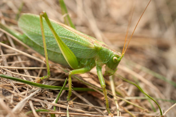 istock Grasshopper green color in the grass 1125434468