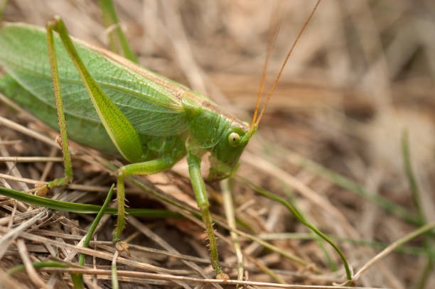 istock Grasshopper green color in the grass 1125434540