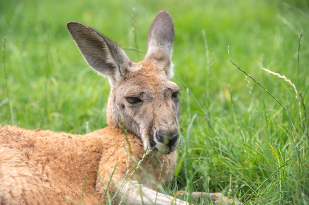 istock kangaroo in freedom in australia 1125436409