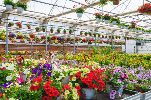 Flower garden greenhouse Flower garden interior full of plants. Plants growing in modern greenhouse. greenhouse stock pictures, royalty-free photos & images