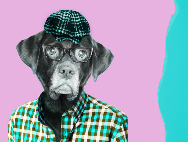 istock Old labrador retriever dog wearing eye glasses 1125436518