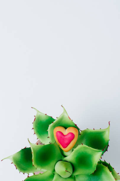 istock Succulent plant Eschevaria with heart shape cookie on grey background 1125437565