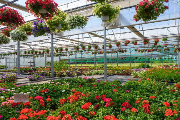 istock Flower garden greenhouse 1125438829