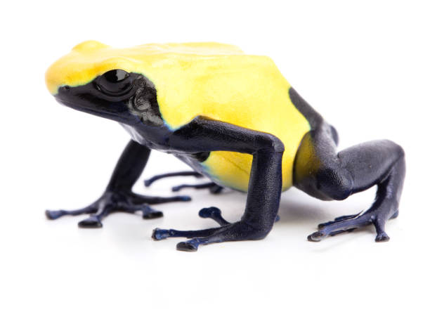 istock Poisonous dart frog, dendrobates tinctorius, citronella 1125438980