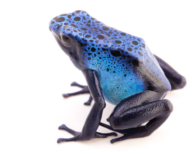 istock poison dart frog, Dendrobates Azureus 1125438995