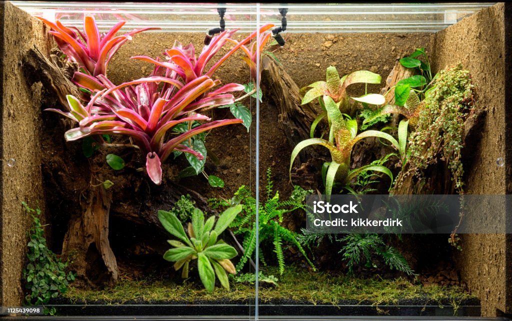 tropical terrarium or pet tank for frogs tropical terrarium or pet tank for frogs, lizards or geckos. A rain forest vivarium Terrarium Stock Photo