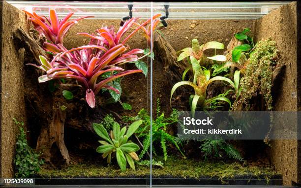 Tropical Terrarium Or Pet Tank For Frogs Stock Photo - Download Image Now - Terrarium, Pets, Gecko