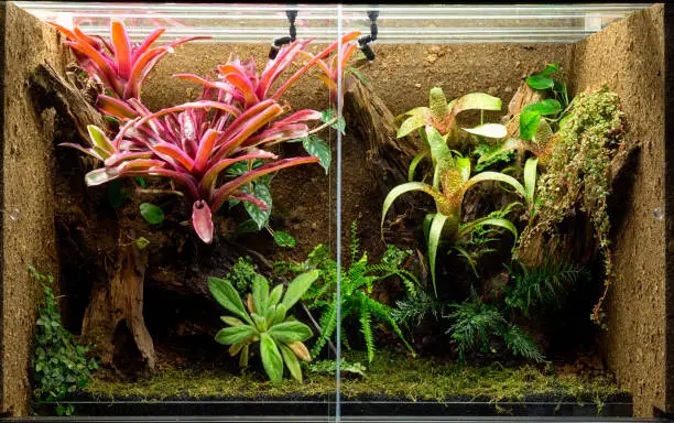 Photo of tropical terrarium or pet tank for frogs