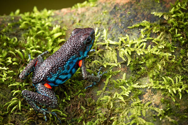 poisonous dart frog, Ameerega ingeri poisonous dart frog, Ameerega ingeri a dendrobatidae amphibian from the tropical Amazon rain forest in Colombia. Poisonous animal. dendrobatidae stock pictures, royalty-free photos & images