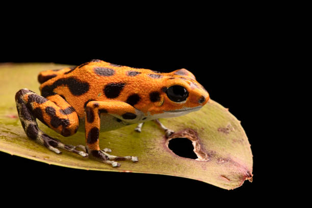 istock poison frog macro of a small animal 1125439141