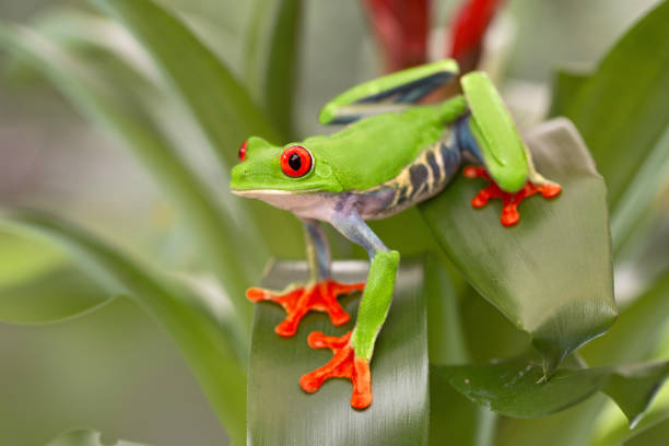istock Red eyed tree frog, Agalychnis callydrias 1125439153