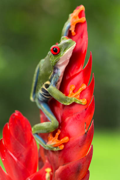 Rana de ojo roja - foto de stock