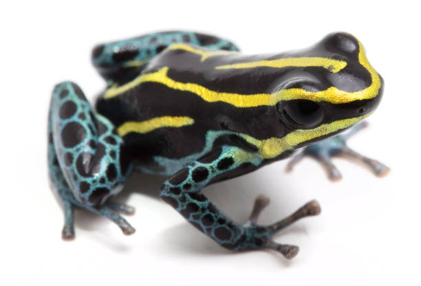 istock yellow striped poison dart frog, Ranitomeya ventrimaculata 1125439188