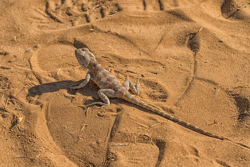One Steppe agama lizard eating ants on sand in Kyzyl Kum Desert