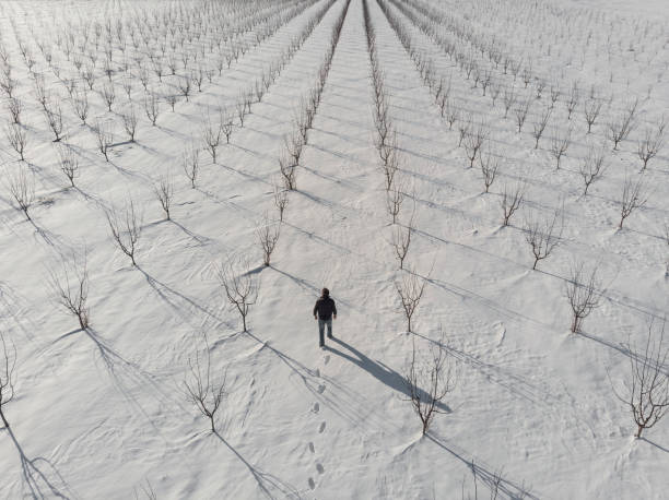 agriculteur adulte à marcher à son verger nu jeune arbre recouvert de neige sur la journée d’hiver ensoleillée. vue aérienne. - bare tree photos photos et images de collection