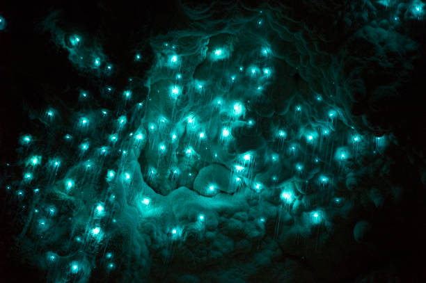 glowworms in waitomo stock photo