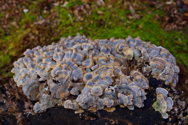 Turkey Tail (Trametes versicolor) mushroom growing on a decaying stump. A cluster of vibrant blue and yellow mushrooms growing in the wild. These herbs have many immune enhancing benefits. stock photo