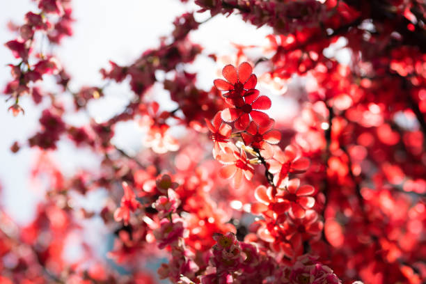 Beautiful decoration of artificial flowers and trees at shopping district during the Chinese Lunar New Year in Malaysia.