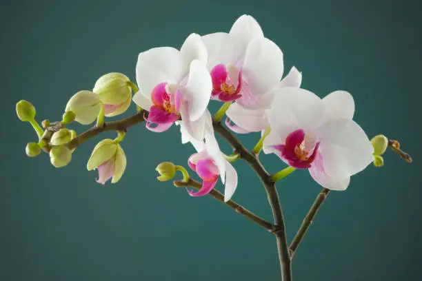 Photo of Branch of white orchid flower.