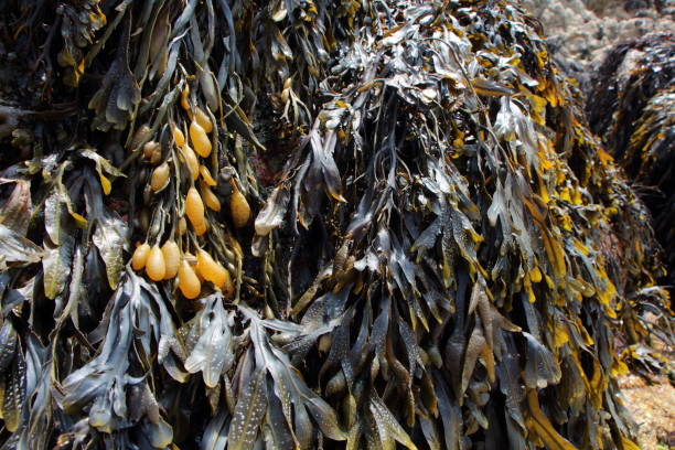 istock Bladderwrack on rocks in Brittany 1125445650