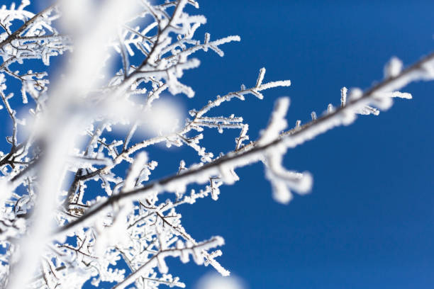 raureif auf winterbäume - winter woods frost fragility stock-fotos und bilder