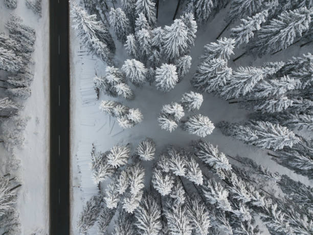 istock Road and snow covered spruce trees from directly above 1125451440