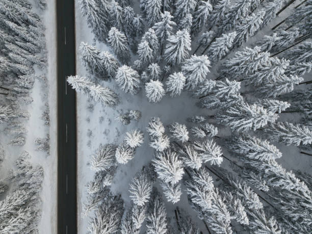 istock Road and snow covered spruce trees from directly above 1125451452