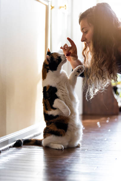 calico cat de pie sobre las patas traseras pidiendo carne alimentos tratar en sala, haciendo truco con la pata delantera y feliz propietario mujer cara mano alimentación - stunt fotografías e imágenes de stock