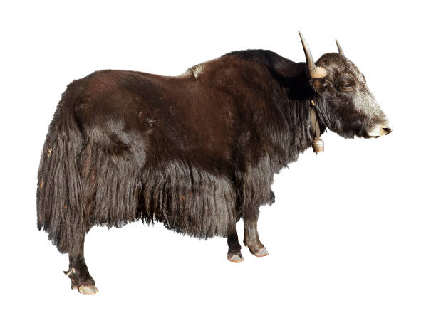istock Black yak isolated on the white background 1125456775