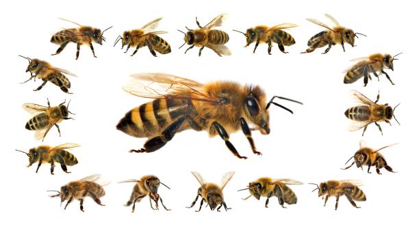 istock bee or honeybee isolated on the white background 1125457666