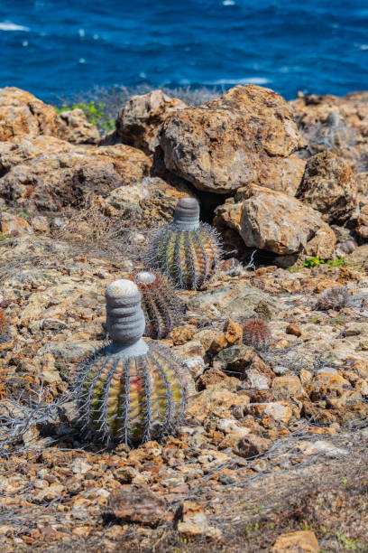 istock Cactus on the island of Aruba 1125460814