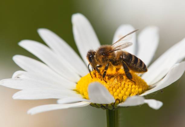 istock bee or honeybee on white flower of common daisy 1125460986