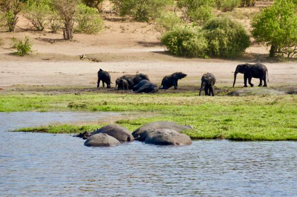 istock There are hippos and elephants along the river. 1125462927