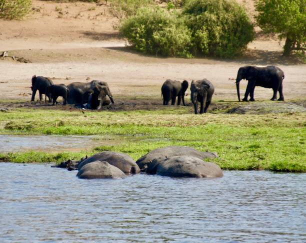 istock There are hippos and elephants along the river. 1125462930