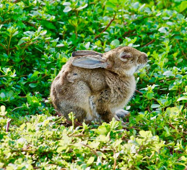istock The old blind rabbit relaxes in the shade. 1125462939