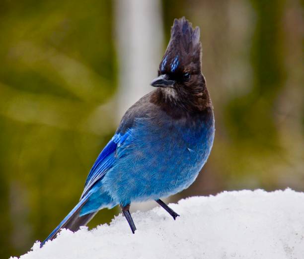 istock A Steller's Jay is perched upon the snow. 1125462963