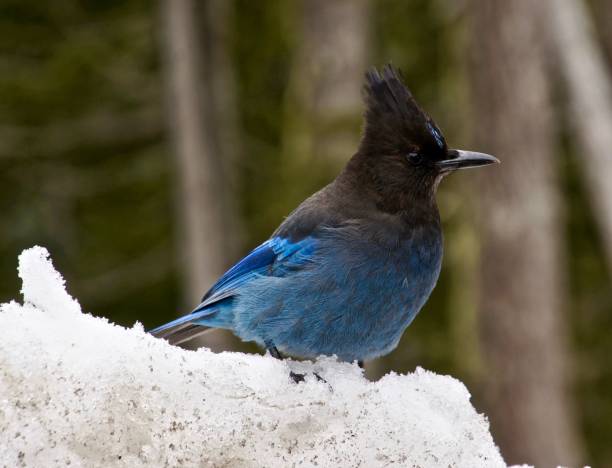 istock A Steller's Jay is perched upon the snow. 1125462973