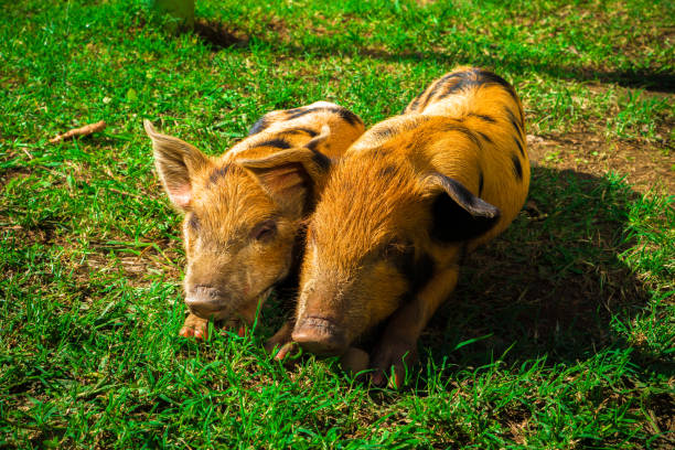 istock Little spotted piglets lie on the grass on a Sunny day 1125462974
