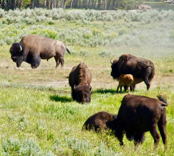 istock A herd of buffalo occupy a field. 1125462981