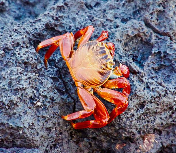 istock A Sally Lightfoot crab is positioned on volcanic rock. 1125462989