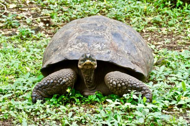 istock A Galapagos Giant Tortoise pauses. 1125462992